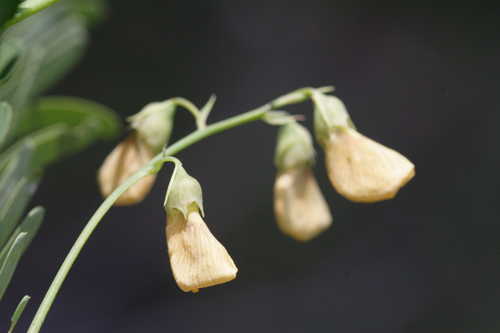 Sesbania herbacea #1